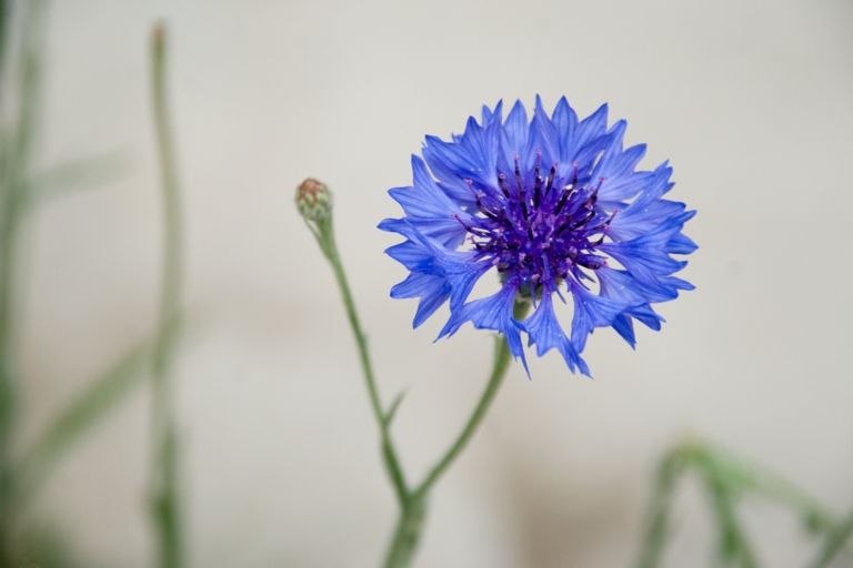 Cornflowers look beautiful not only in the garden, but also in pots
