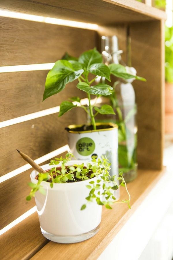 Create a herb garden basil rosemary dill sage mint