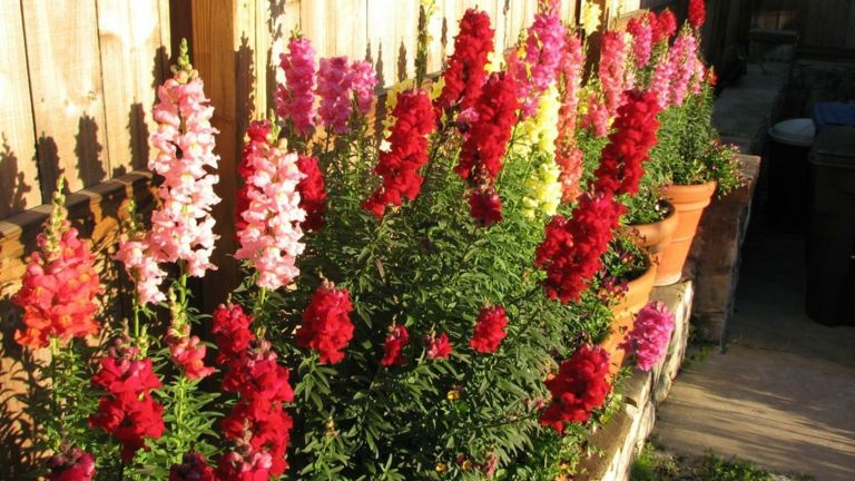 Snapdragons shine in the garden in their favorite color, colorful