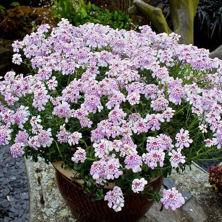 Candytufts also thrive beautifully in pots on the patio or balcony