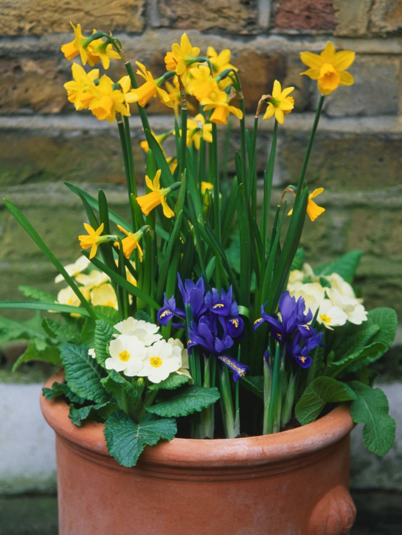 Clay pot with spring flowers for outdoors