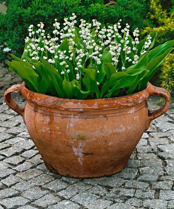 Cottage-style potted garden with lilies of the valley (Convallaria majalis)