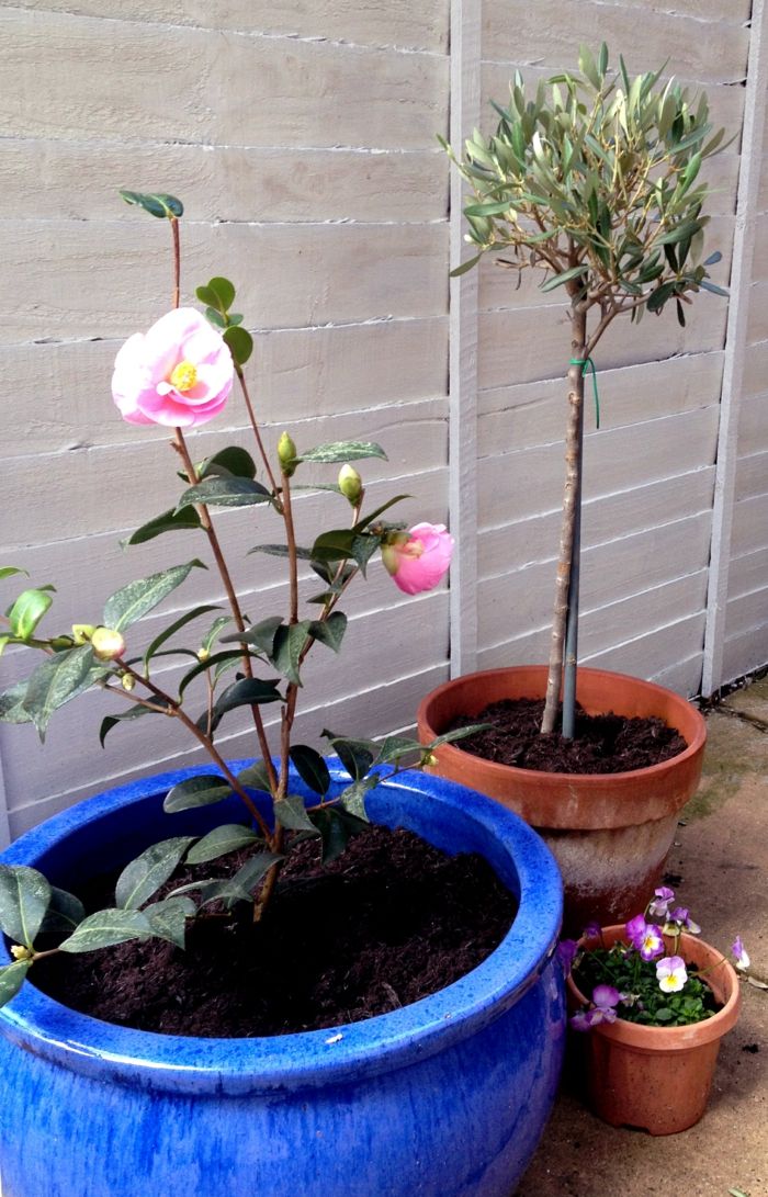 remove the protection of climbing roses and potted plants