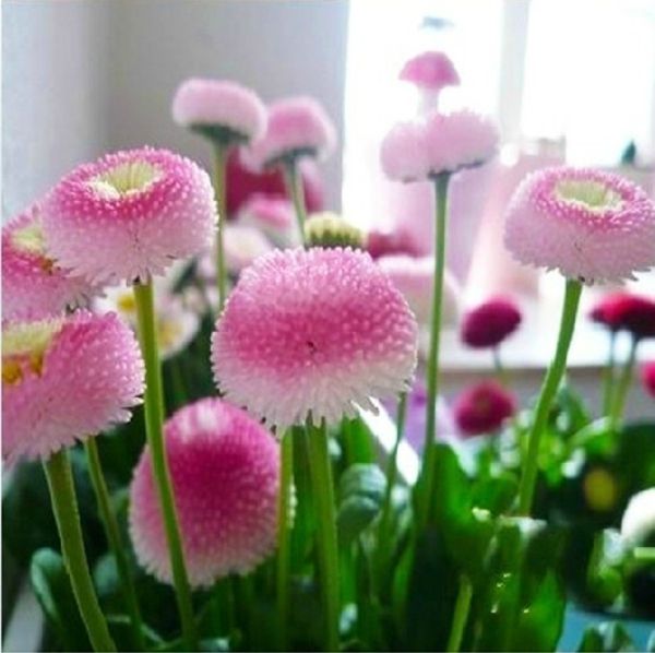 the cultivated Bellis have names like 