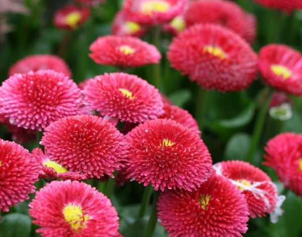 cultivated Bellis have names like 