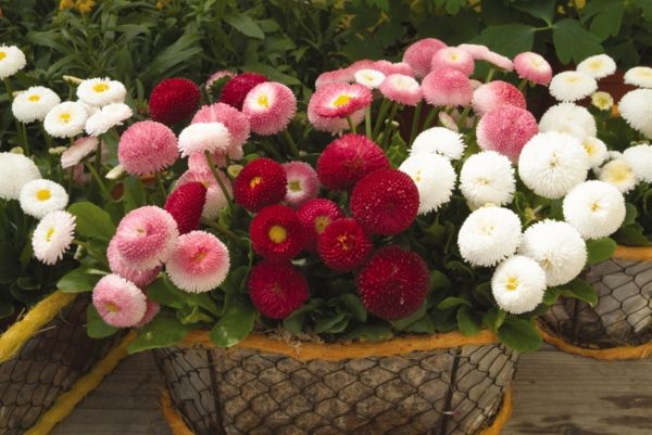 beautiful Bellis for terrace and balcony