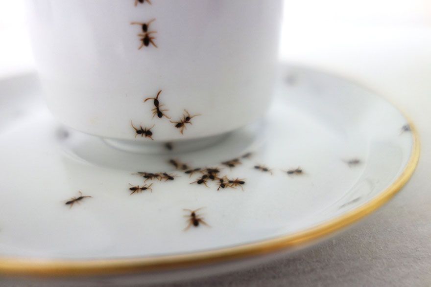 Ants crawl dishes small work