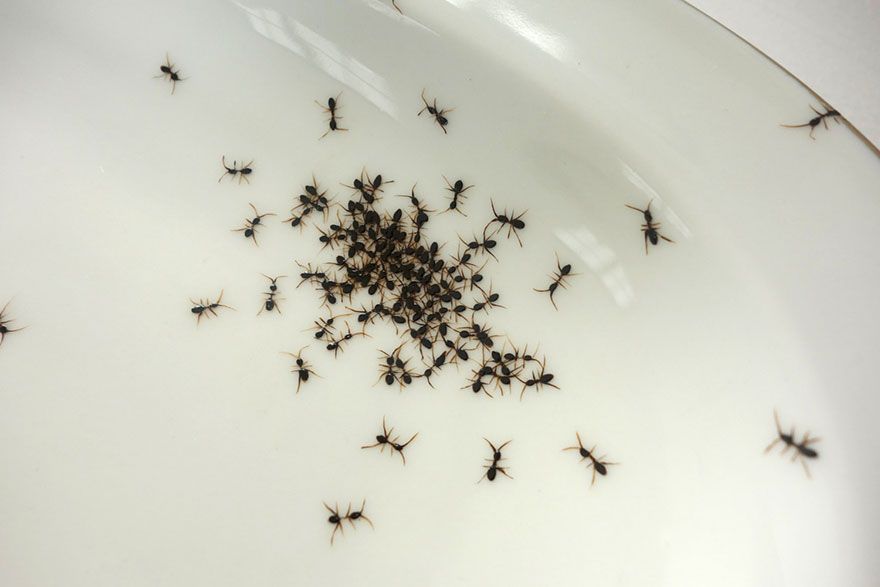 Ameisen täuschend echt bemalt Geschirr