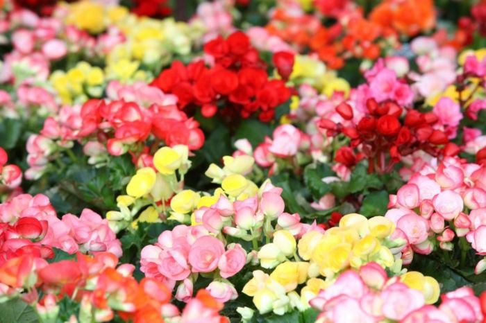 Begonia medicinal plant effect affect relaxation