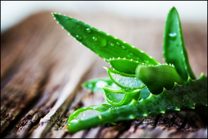 Real aloe vera plant varieties suitable for bedrooms