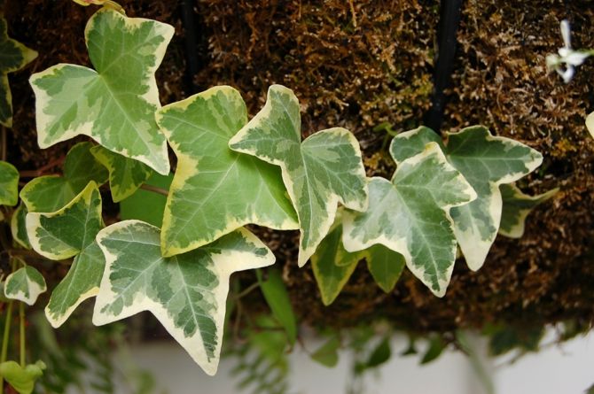 Ivy properties easy-care degrading pollutants