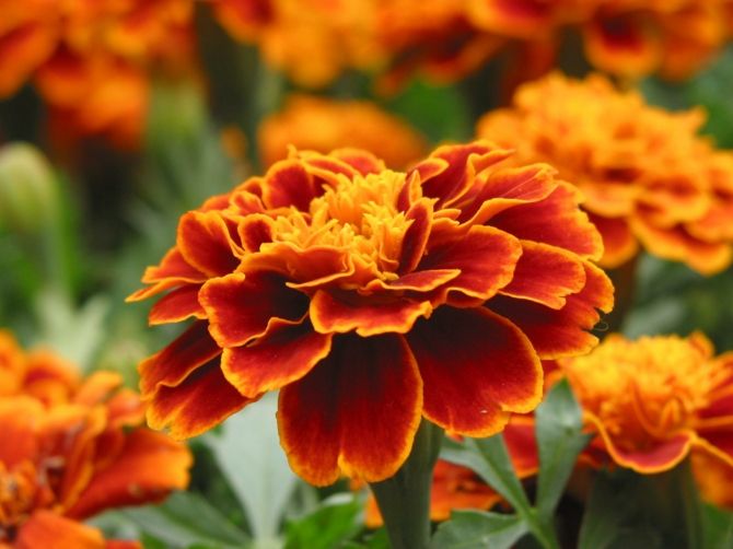Gerbera Orange Blüten Raumklima filtern