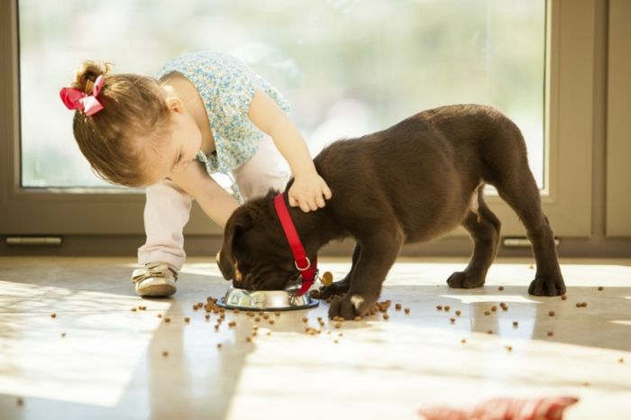 Haustier Welpe Freundschaft Futter Pflege