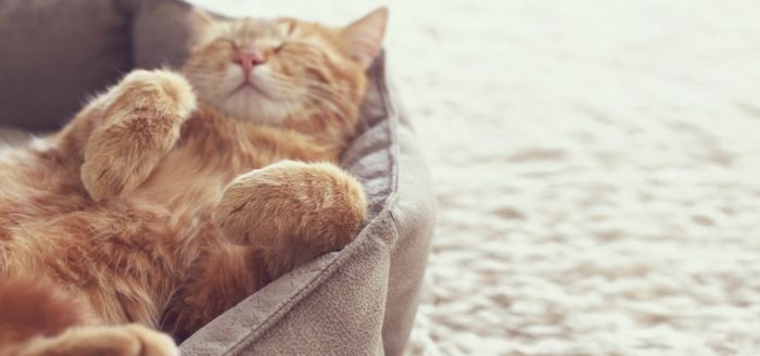 Haustierhaltung Katze Pflege Schlafbereich