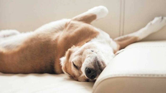 Hund schlafen Sofa Haustier pro contra