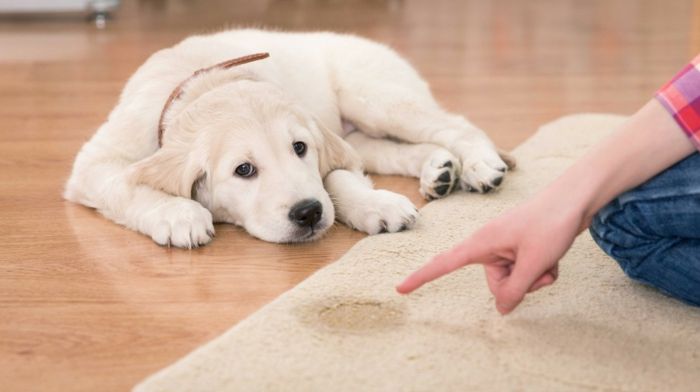 Dog training behavior rules upbringing