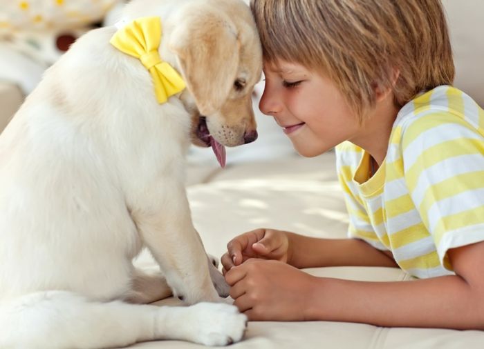 Hundewelpe Labrador Kind Geschenk