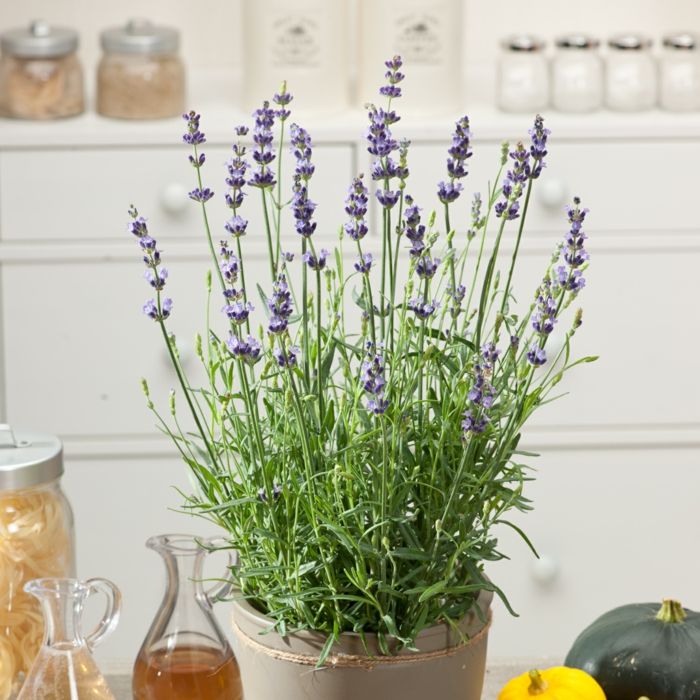 Lavender houseplant sleep promotion