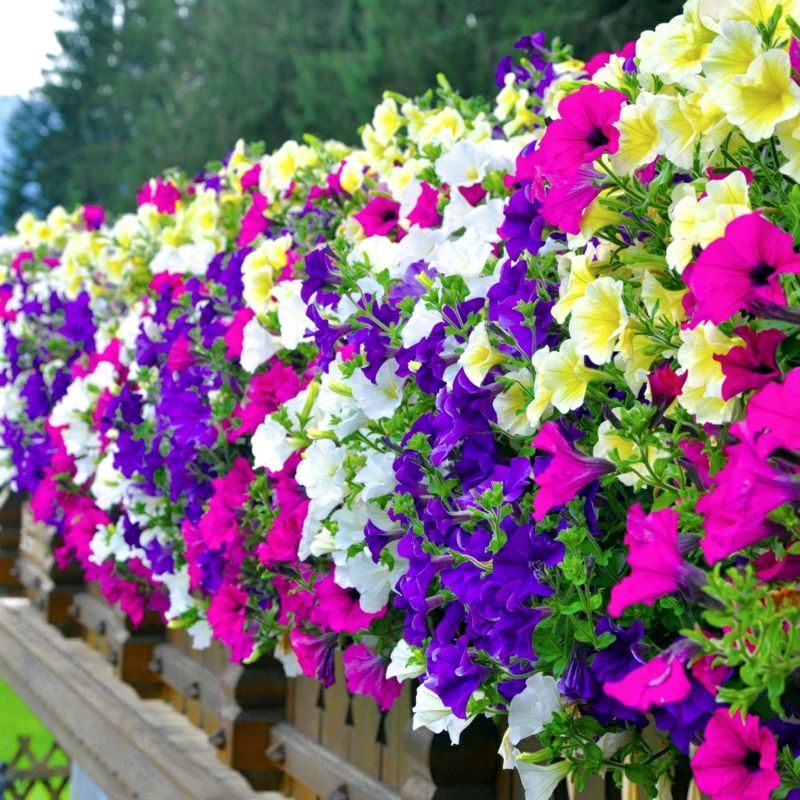 Petunias blooming size balcony plant care