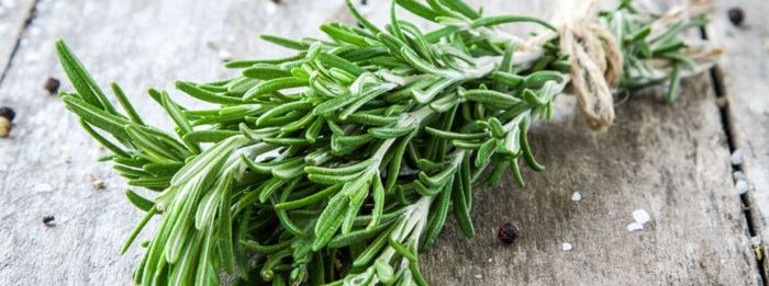 Rosemary fragrance plant calming quality of life