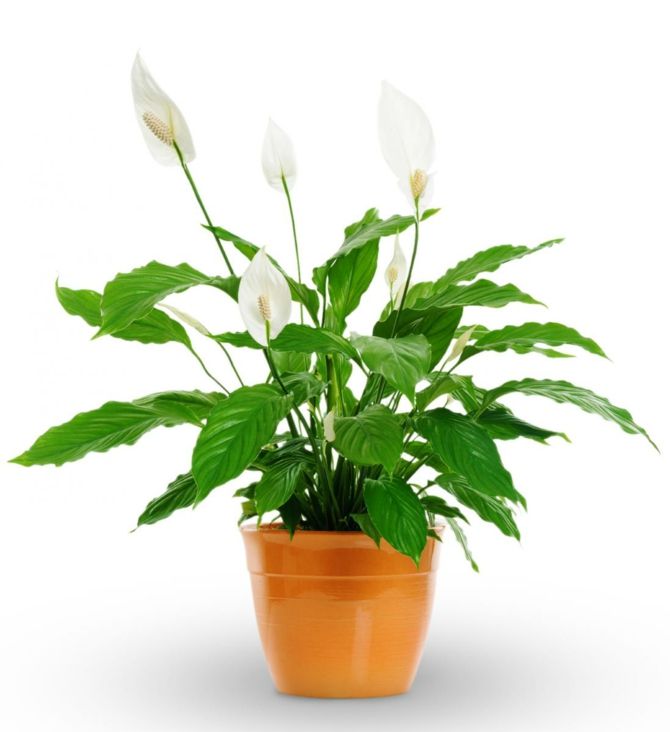 Sheath leaf houseplant air purify undemanding