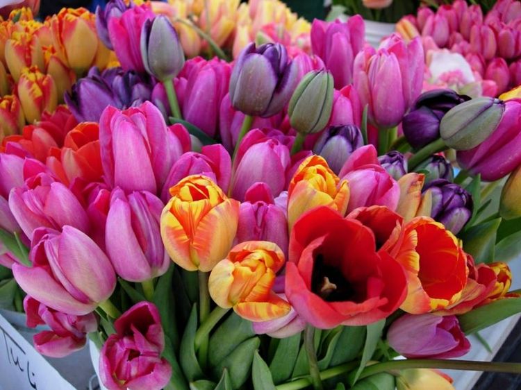 The cheerful colors of the tulips are sure to come into their own in the garden