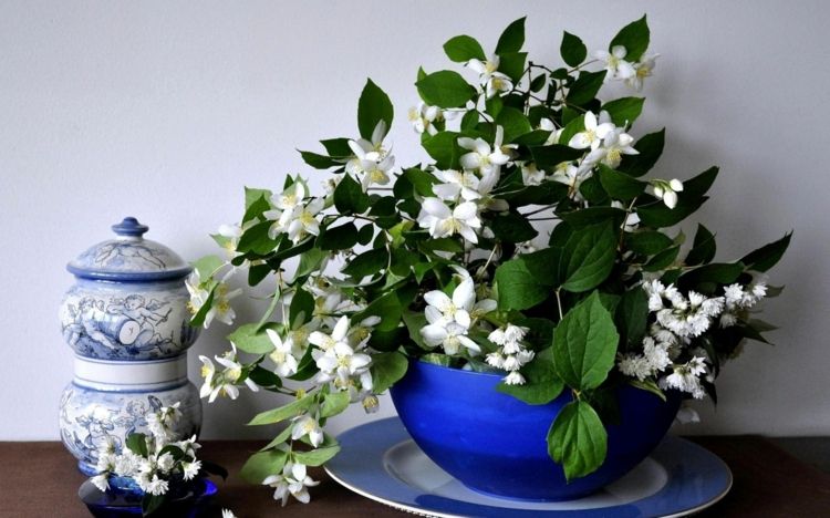 A bouquet of jasmine refreshes the atmosphere in the office or in the living room