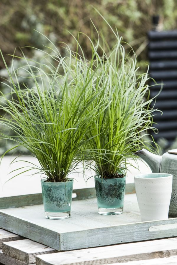 The sedge looks especially beautiful in a glass pot filled with gravel