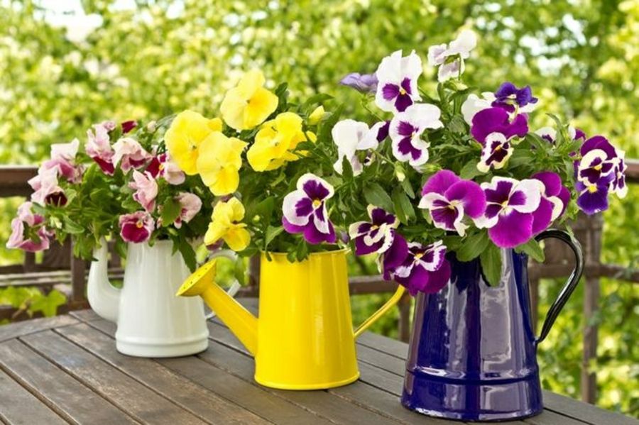 The colorful watering cans are a trendy accessory in the garden