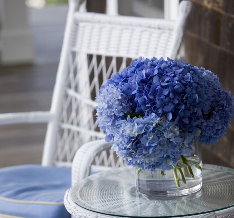 Blue garden hydrangeas look tender and pure