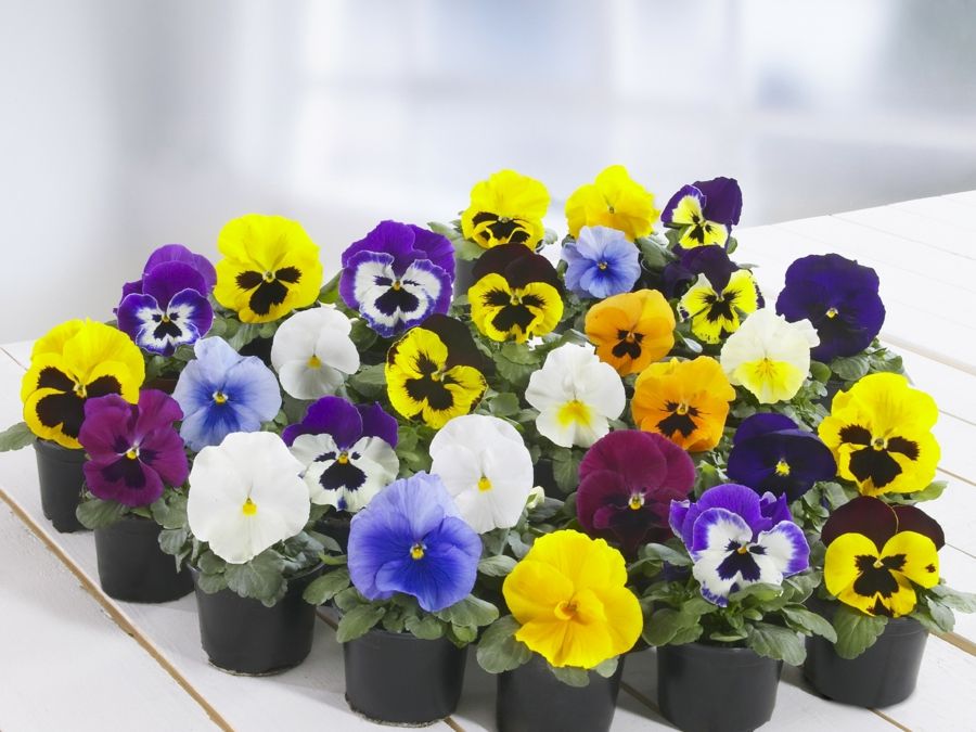 Various types of pansies ready to be planted