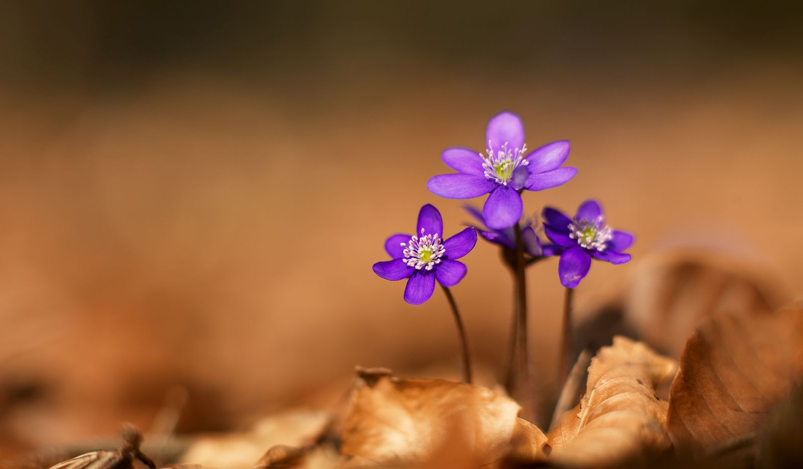 Tolle Blumen für schattige Ecken in Ihrem Garten - Trendomat.com