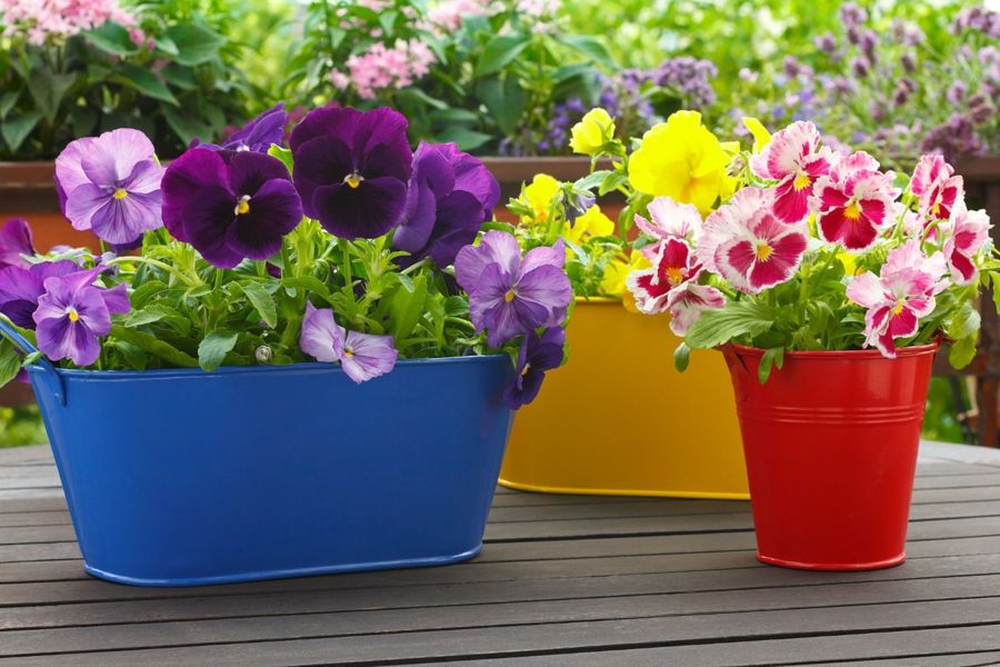 Colorful pots complement the beauty of the pansy