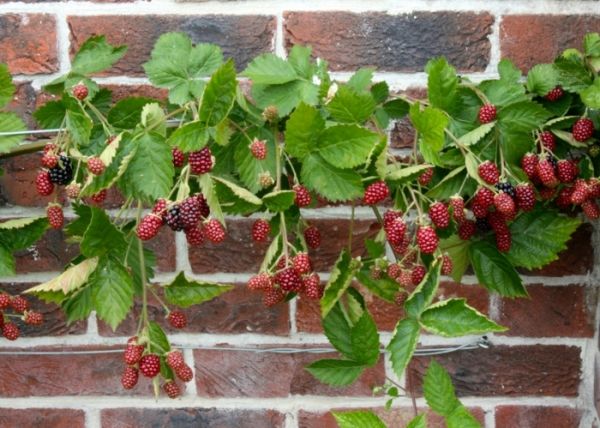 Süße Himbeeren im Topf und Garten