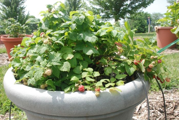The pot for the raspberries should be big enough