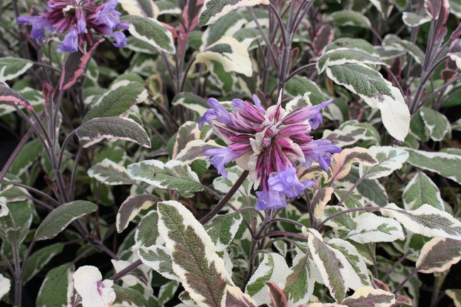 The “Tricolor” variety brings a lot of color into play with its green, pink and white striped leaves.