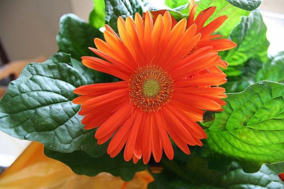 Choose gerberas in bright or soft colors for the nursery