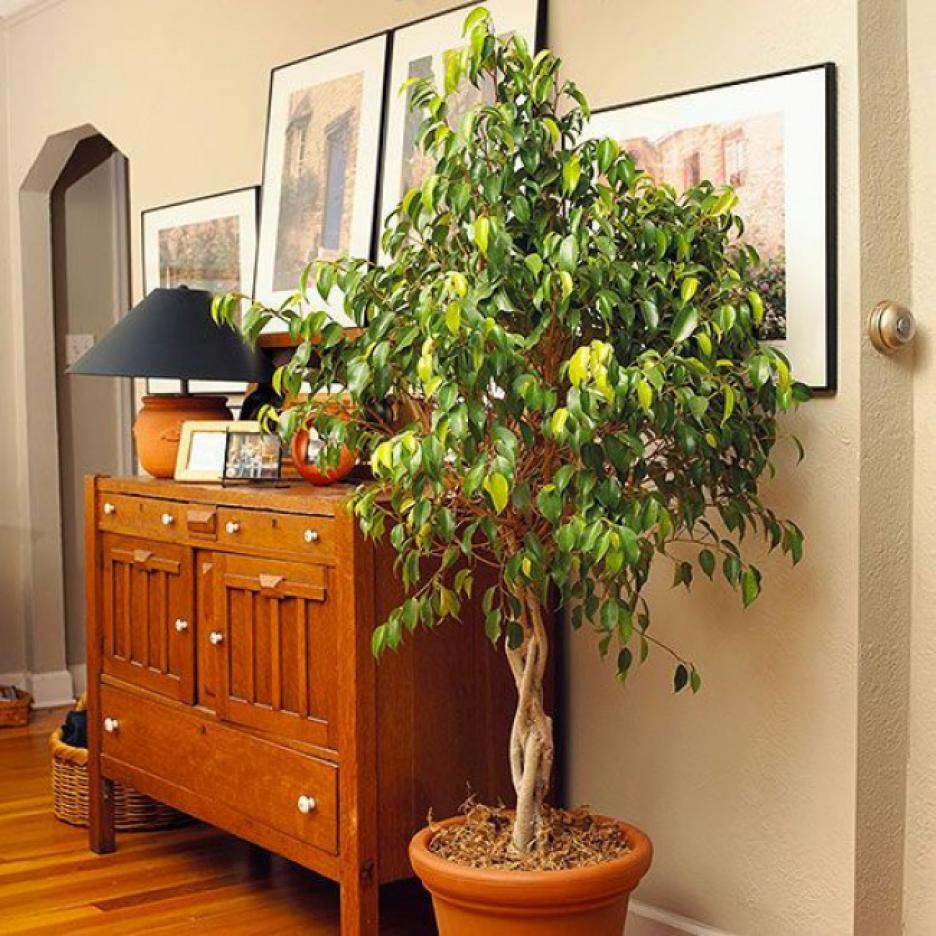 The rubber tree is ideal for any ambience