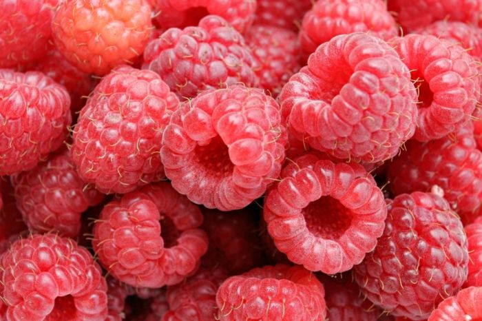 Nowadays, raspberries are one of the most famous medicinal plants