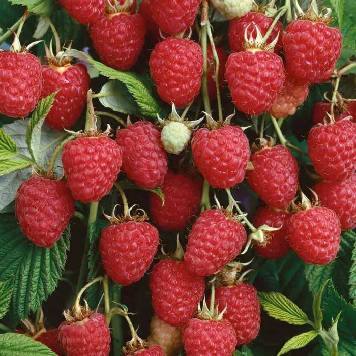 Raspberries in the garden are visually delicious