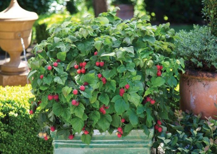 Raspberries also grow wonderfully in pots