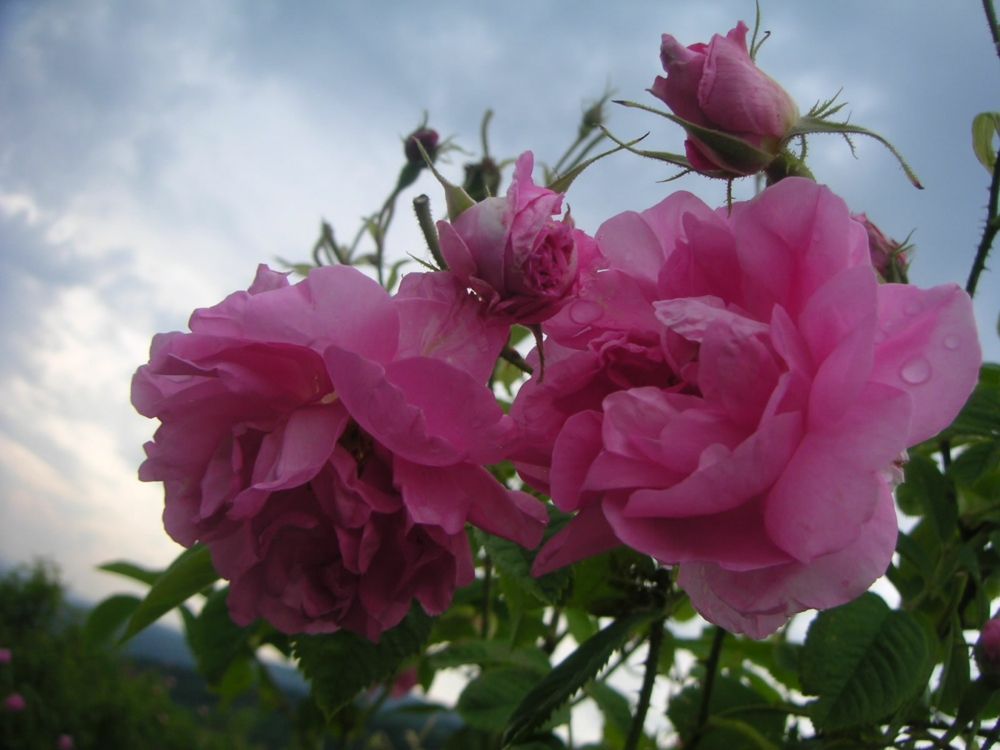 In the morning dew, Rosa Damascena unfolds its full fragrance