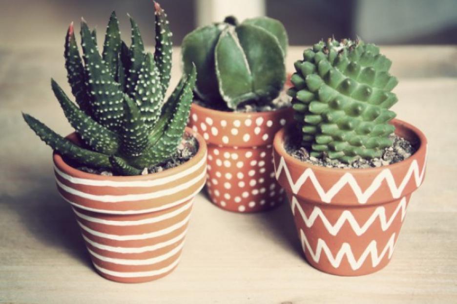 Decorate your office with different types of cacti
