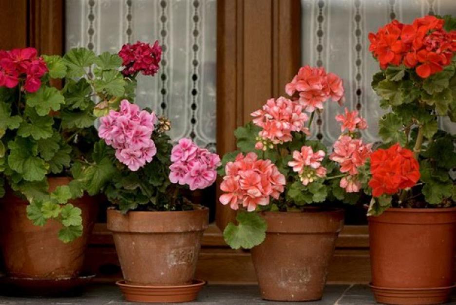 Pelargoniums bring new life to old buildings 