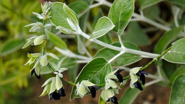 Peruvian sage (Salvia discolor) is characterized by an intense currant aroma