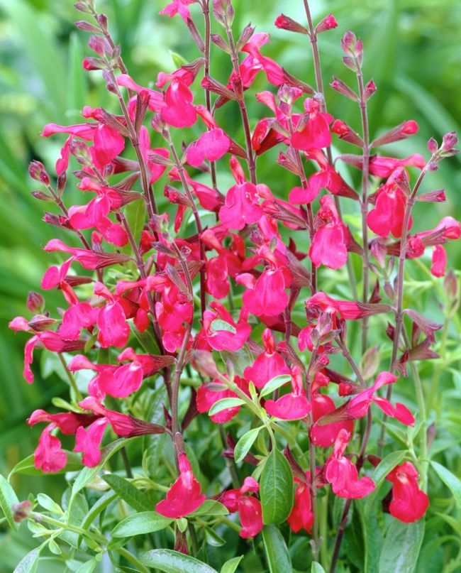 Peach sage (Salvia greggii) gives off the sweet scent of ripe peaches when touched