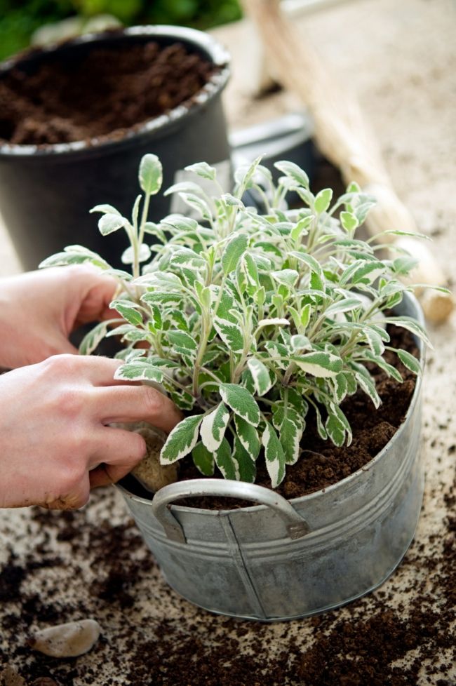Sage also thrives in pots