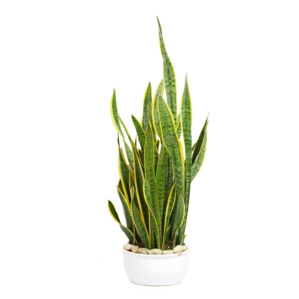 Decorate your sansevieria with large white stones