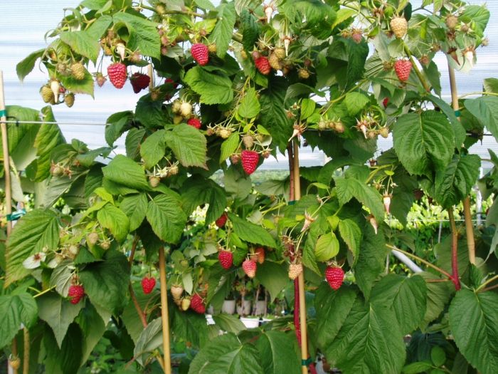 Trellis with raspberries as a privacy screen