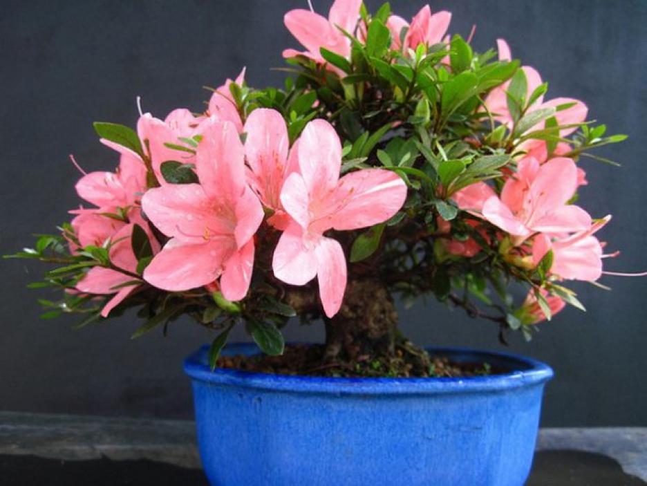 The delicate flowers of the room azalea add to the cozy atmosphere in your kitchen